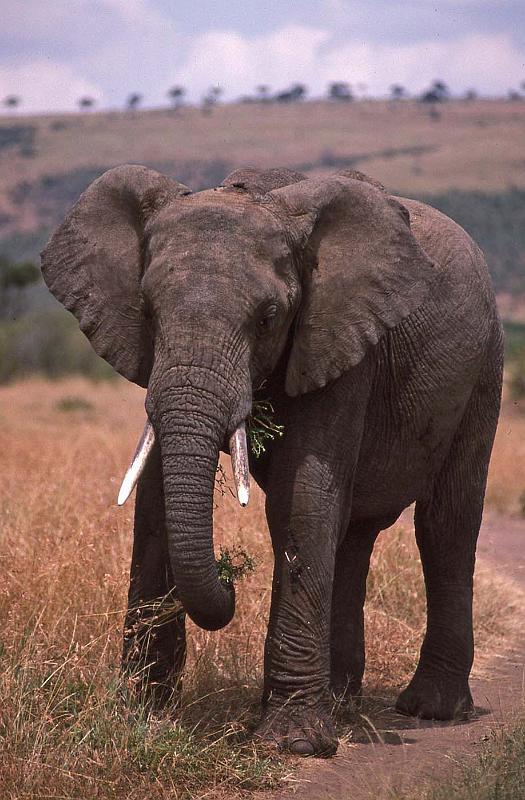 WT 1400 197-32 Kenya.jpg